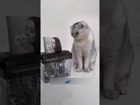 ظن أن صاحبته تركته للأبد.. والنهاية غير متوقعة! 🥺🐈💔