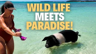 Swimming with Sharks, Pigs & Pink Iguanas?! | Exumas Adventure! Ep-185