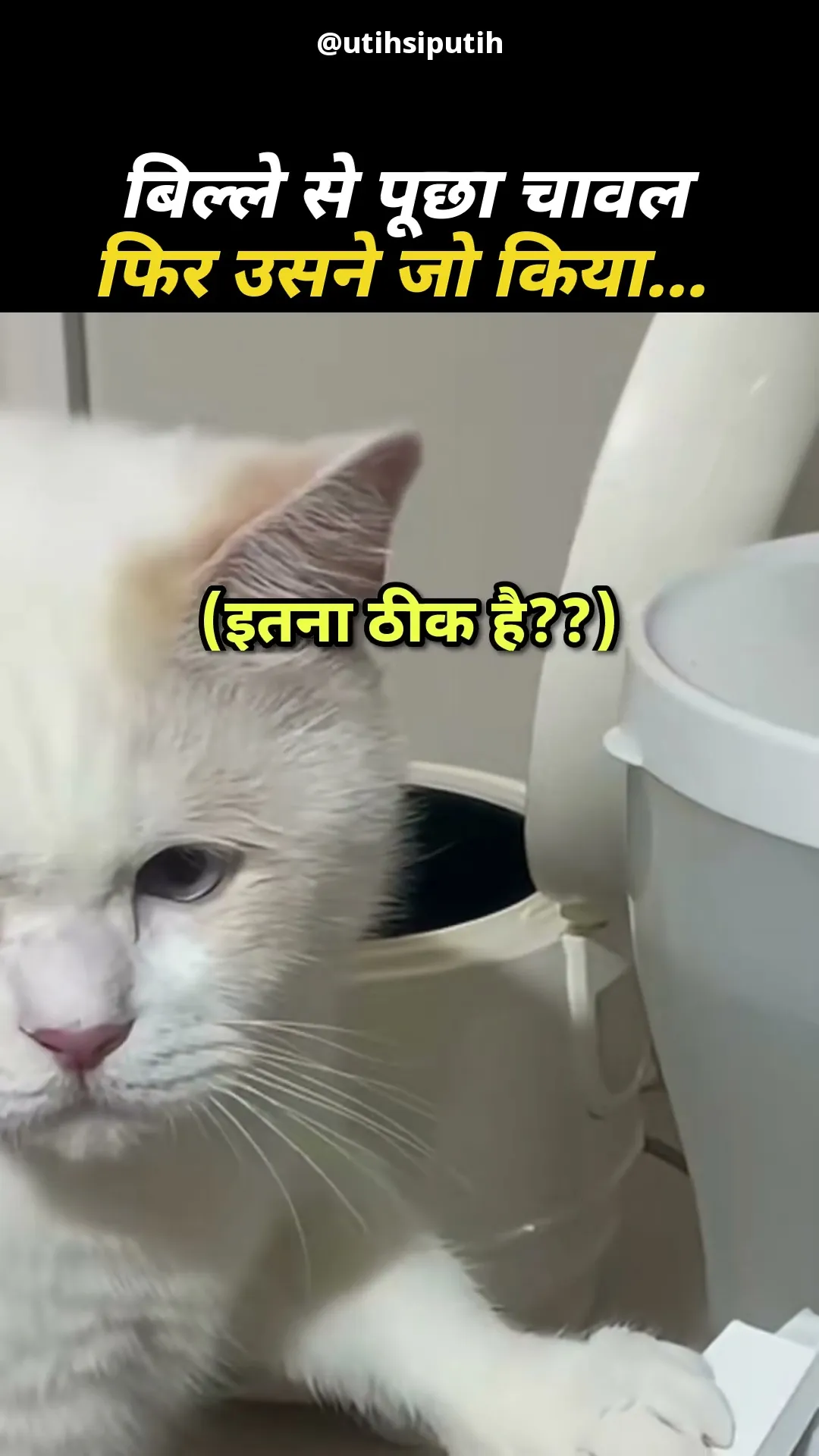 रसोइया बिल्ला 🍚😹