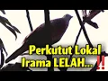 Lagu Ternyata Ada yg Seperti ini ‼️ Perkutut Lokal Suara KUK Panjang IRAMA LELAH