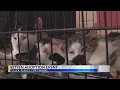 Humane Society Fuller Plants host adoption event