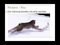 5 LectureNotes Ecological Relationships