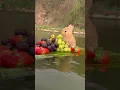 Download Lagu Fruitbootje van klein konijn Schattig huisdier Konijn Pastoraal klein schattig huisdier