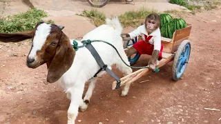 CUTIS Harvests Fruit On Farm Sell Feed Family 