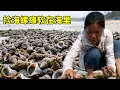 Download Lagu 颱風過後海鮮氾濫，小漁海灘撿海螺癱軟在海裡，麻袋簩籃裝不完【漁小仙】