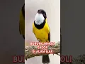 Download Lagu Burung Bimoli gacor#Burung masteran#kicau burung