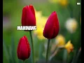 Download Lagu INTAN KUMALAH / KARAOKE VERSION (TAUSUG SONG)