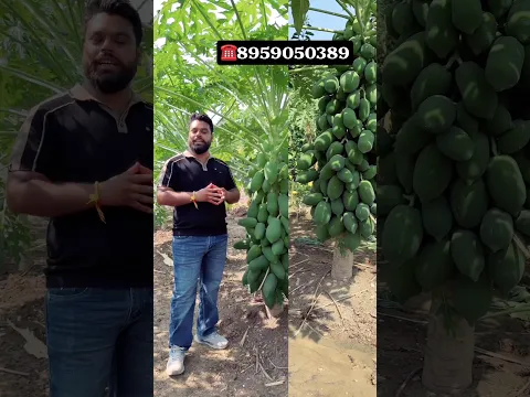 पपीता की खेती से कमाये प्रति एकड़ 7-8 लाख रुपये #papaya #papayafarming #papayaprice #papayatree