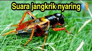 suara jangrik jernih keras nyaring buat masteran 