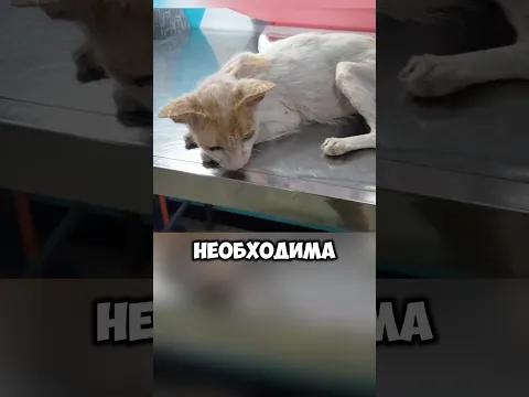 Он просто хотел помочь... Но всё закончилось трагедией 💔