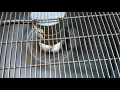 LOUD Lennox XC25-048-230 Post Motor Replacement By Service Experts