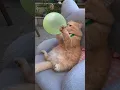 Download Lagu cat blowing up a ballon #shorts #cutecat #catlover #kitten #balloon