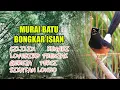 Lagu MASTERAN MURAI BATU BONGKAR ISIAN CILILIN, EFFEKTIF BUAT MURAI BELAJAR BUNYI
