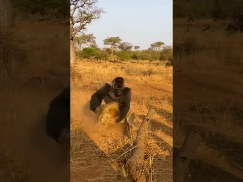 Gorilla vs lion 😲
