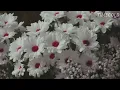 Mon Laferte - Pa' Dónde Se Fue // Letra