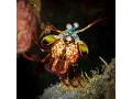 Download Lagu Indonesia (Lembeh Strait) 2015