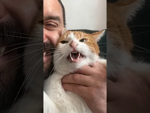 He Has The Angriest Cat π