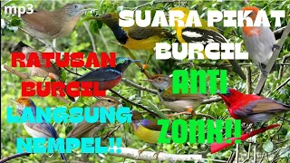 wajib di coba suara pikat burcil anti zonk teruji dapat ratusan burcil dalam sekali coba 