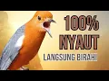 Download Lagu MACETAN PASTI NYAUT, ANIS MERAH GACOR INI 1000% JITU UNTUK PANCINGAN ANIS MERAH MACET BIAR BUNYI | 9
