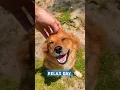 Download Lagu RELAX DAY|🦮🐈‍⬛🌞#dog#cat#style#funny#relax#music#shorts