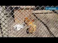Holtsville Animal Park