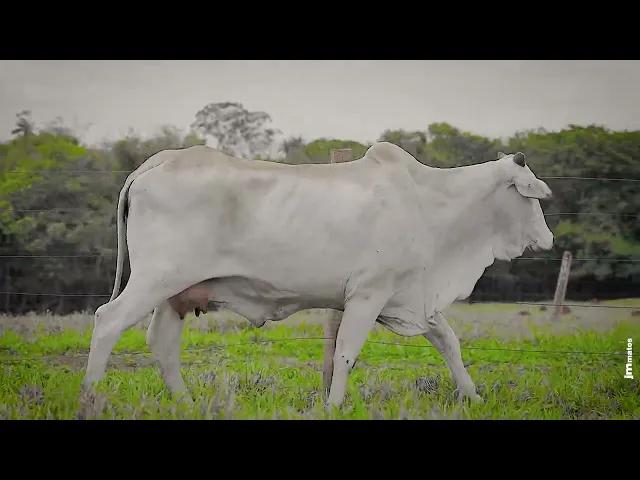 Matriz Nelore SGN - 2094