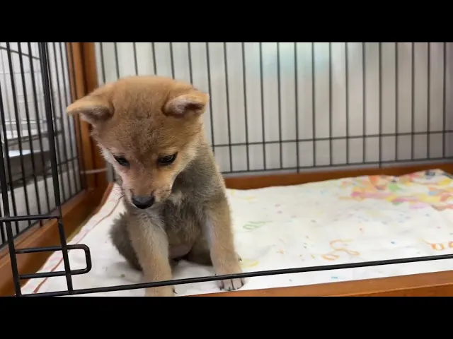 動画