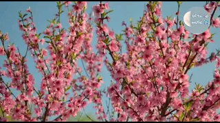 يا من هواه أعزه وأذلني للرائع عبدالرحمن محمد بدون موسيقى 