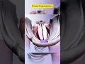 Proses Produksi Suara Pada Manusia