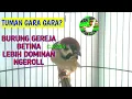 Lagu TUMAN Gara Gara Burung Gereja Betina Lebih Ngeroll