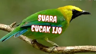 Download SUARA PIKAT CUCAK IJO RIBUT BAGUS  UNTUK IJO MINI n IJO BESAR MP3