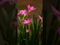 Download Lagu Flower status song | flower Hindi song video | fullscreen status | whatsapp status | #shorts #status