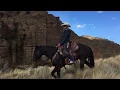 DRIFTER Hip - consigned to codyhorsesale hibid com