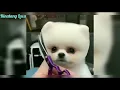 Download Lagu Anjing menggonggong lucu #dog #dogs