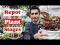 Download Lagu Plantstadia verpotten | Stap voor stap eenvoudig planten verpotten?