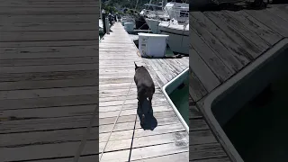 . #fyp #dream #doberman #pets #youtube