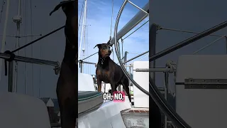 #fypシ #dream #pets #doberman #fyp