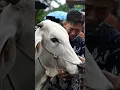 Lagu 😭 Gak Kuat Nonton… Sapi Ini Menangis Saat Idul Adha 2025 😢🐂