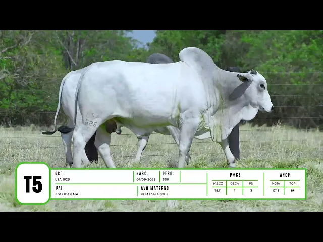 4 Touros Nelore P.O.