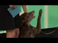 Pet adoptions at the Jacksonville Humane Society River City Live