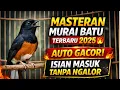 Lagu MASTERAN MURAI BATU TERBARU 2025 🔥 Cepat Gacor, Isian Masuk Tanpa Ngalor