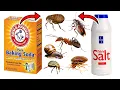Ultimate Pest Control Baking Soda Salt Solution - FLEAS BEDBUGS ANTS COCKROACHES SLUGS ETC