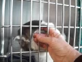 Morrison County Animal Humane society of animals for adoption 2-4-15