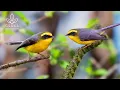 Lagu Tranquil Forest Birdsong | Natural Bird Sounds for Relaxation | Relaxing Bird Singing for Sleeping