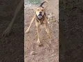 Download Lagu Vodafone dog 🐶🐕#subscribe #short #feeling #cutedog #reach100million #10mviews #10mviewshorts #likes