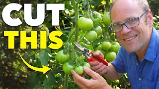How Smart Gardeners Ripen Every Last Tomato