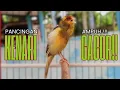 Download Lagu Cuit CUIT Masteran Kenari PAUD Super BUNYI Dijamin Cepat Gacor! \u0026 agar Kenari diam agar bunyi gacor