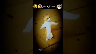 ديلر حلويات انتي السبب ياما 