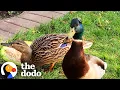 Download Lagu Family's New House Comes With A Bunch Of Ducks | The Dodo