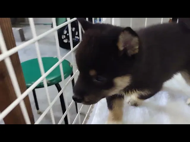 動画